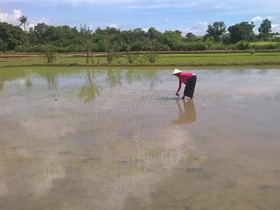 Công an góp tiền mua ruộng bò cho nhà nghèo nhất buôn