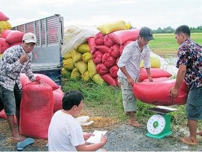 Hợp đồng tiêu thụ nông sản sự cần thiết của nhà nông