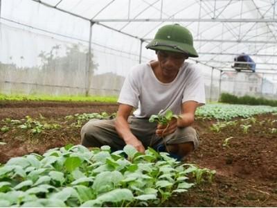 Làm giàu từ trồng rau trái vụ