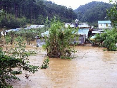 Mưa lớn gây ngập nhiều diện tích rau hoa