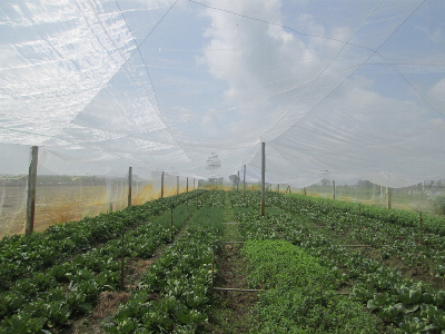 Đẩy mạnh thực hiện mô hình nhà lưới giá rẻ trồng rau an toàn theo hướng công nghệ cao