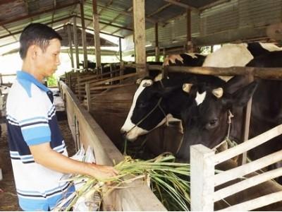 Chăn nuôi bò sữa lối đi hẹp người chăn nuôi gặp khó