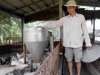 Nuôi heo trên đệm lót sinh học: Vì sao người chăn nuôi quay lưng