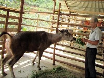 Đà Lạt có thung lũng nai vàng