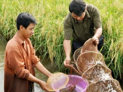 Khó khăn vụ lúa trên đất nuôi tôm