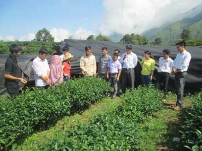 Tập huấn phương pháp khuyến nông và kỹ thuật sản xuất chè an toàn theo tiêu chuẩn VietGAP