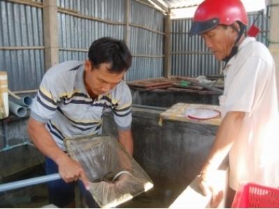 Anh Huỳnh Thanh Lãm thành công thuần hoá cá chình giống
