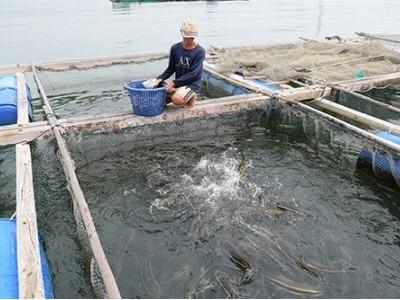 Tôm, cá Vĩnh Tân chết do đâu