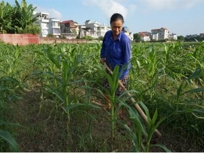 Phân bón Văn Điển cho cây vụ đông