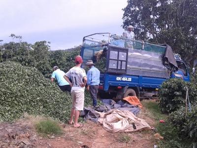 Bà Hà Linh mất, dân trồng trà khốn đốn