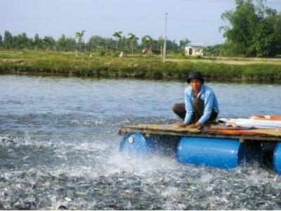 Cần hoàn thiện quy hoạch nuôi thủy sản ở vùng đông