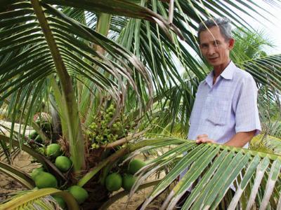 Trồng dừa xiêm lùn trên cát, nhàn nhã thu tiền