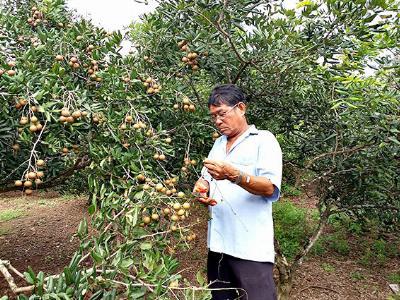 Đến Xuyên Mộc, say với nhãn xuồng, thanh long