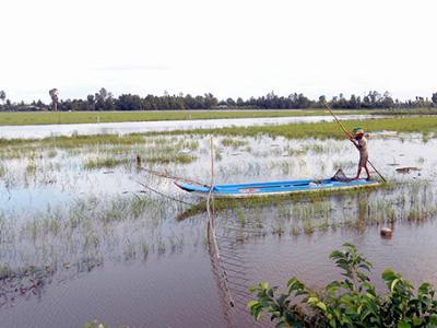 Tranh thủ khai thác thủy sản vào cuối mùa nước nổi