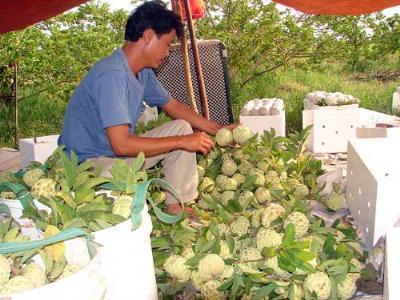 Bón phân NPK Lâm Thao, na ngọt ngon và tăng sản lượng