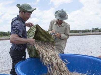 Gỡ khó cho doanh nghiệp thủy sản đồng bằng sông Cửu Long