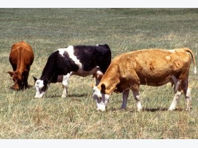 Lumpy skin disease SE Europe contained