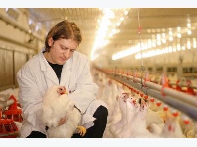 Staff and visitors letting down biosecurity on EU broiler farms