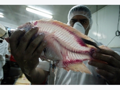 FAO cảnh báo về virus Tilapia Lake