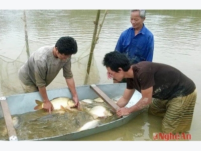 Nông dân thu lợi 'kép' từ nuôi cá ruộng lúa