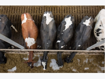 Methionine in cows diets for better embryos