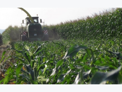 The effect of maize cutting height on cows