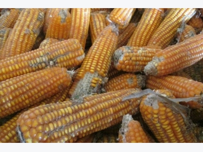 Trúng độc Aflatoxin trong thức ăn chăn nuôi