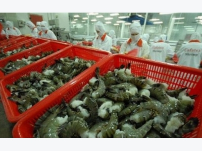 Shrimp exports to EU rebound