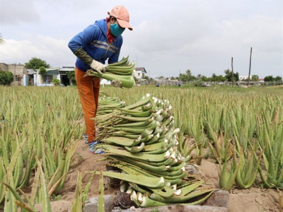 Ninh Thuận farmers strike it rich with aloe vera