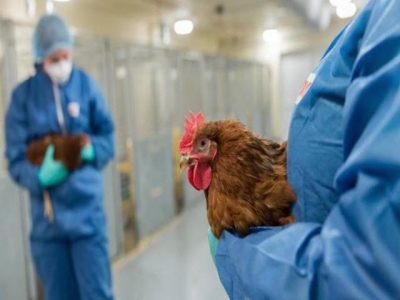 New lab technique reduces need for experimental chickens