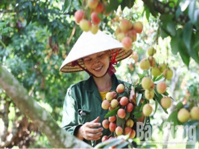 Bac Giang establishes safe lychee supply chain