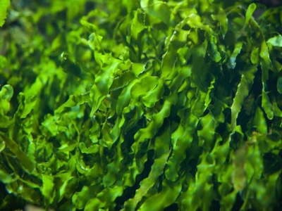 Feeding seaweed may reduce cattle emissions