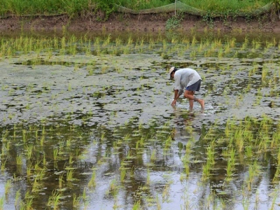 Tôm – lúa thu nhập cao