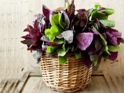 6 Interesting Benefits Of Orach