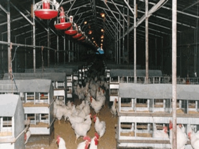 Encouraging Hens to Lay in Nests