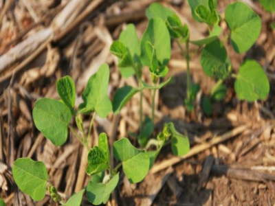 Research looks at best practices for no-till grain production