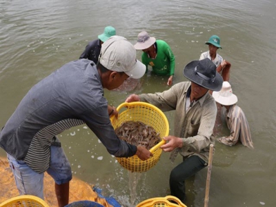 Experts lament waste of shrimp by-products, call for making high-value items