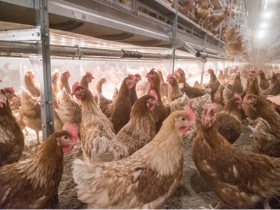 Lighting may help with poultry welfare issues