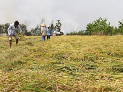 Philippines to import 250,000 tons of rice