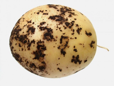 More common potato diseases