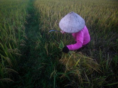 India rice prices recover; low Thai rates dampen Vietnamese offers