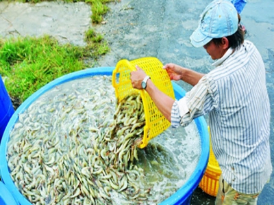 Cà Mau to shift extensive shrimp farming to improved extensive farming