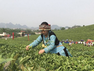 Tea producers lose big money because of weak cooperation
