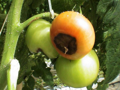 Early pest management for tomatoes