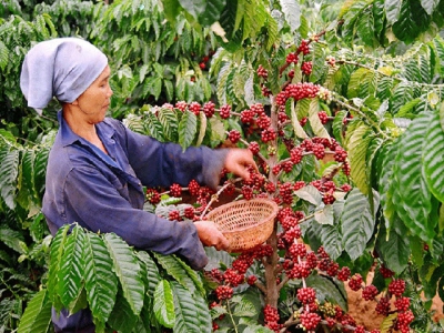 Vietnam – the leading coffee supplier to Russia