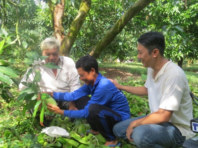Đồng Tháp farmers grow mango in off-season to stagger supply, sustain prices