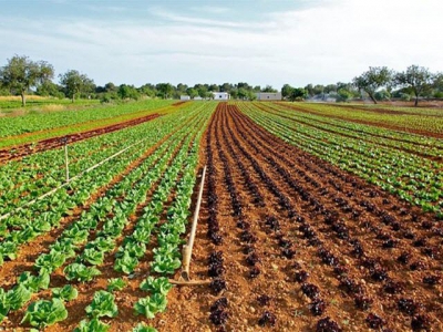 How lettuce production has changed