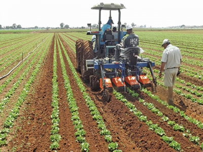 What to do after transplanting lettuce