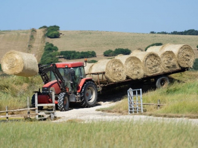 Alternative feeds may help beef, dairy producers facing forage shortfalls