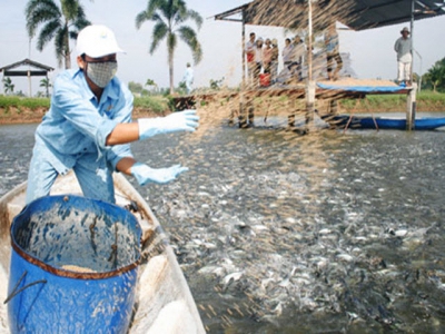 Đồng Tháp to grant identification numbers for 100% of pangasius ponds